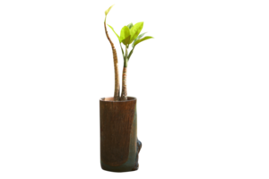 Baum im ein Vase png