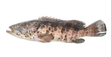 Fresh red spot grouper isolated with clipping path in png file format, Close up photo of big sea fish