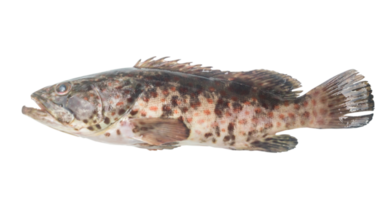 fresco rosso individuare cernia isolato con ritaglio sentiero nel png file formato, vicino su foto di grande mare pesce