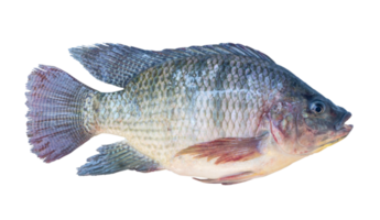 färsk nile tilapia eller pla nin i thai, sötvatten fisk isolerat med klippning väg i png fil formatera