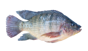 vers Nijl tilapia of pla nin in Thais, zoetwater vis geïsoleerd met knipsel pad in PNG het dossier formaat