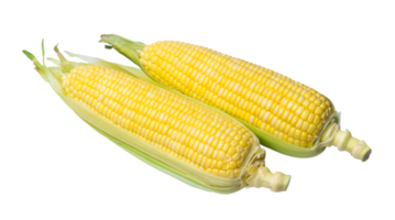 Two pods of fresh beautiful yellow sweet corn isolated with clipping path in png file format, Half peeled corns with concept of healthy eating