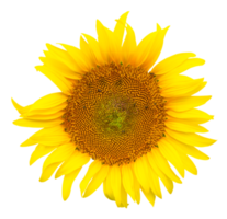 stänga upp Foto av enda färsk skön gul solros isolerat med klippning väg i png fil formatera