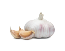 Single fresh white garlic bulb with segments isolated with clipping path and shadow in png file format, Thai herb great for healing several severe diseases, heart attack