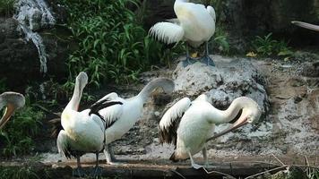 isto pelicano pássaro é 1 do a pássaro espécies dentro a lago dentro jardim zoológico às Jacarta. video