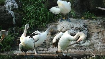 esta pelícano pájaro es uno de el pájaro especies en el lago en zoo a Jacarta. video