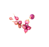 Top view of onion isolated png