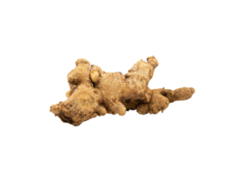 single ginger isolated for element png