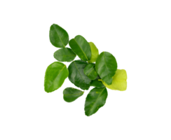 Top view of orange leaves isolated png