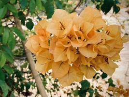 Orange bougainvillea, bougainvillea flower, orange bougainvillea, orange flower, It's a beautiful looking flower. colorful It is an ornamental tree native to tropical regions.makes you feel refreshed. photo