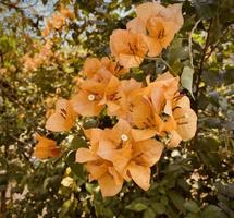 naranja buganvillas, buganvillas flor, naranja buganvillas, naranja flor, es un hermosa mirando flor. vistoso eso es un ornamental árbol nativo a tropical regiones.hace usted sensación renovado foto