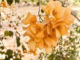 Orange bougainvillea, bougainvillea flower, orange bougainvillea, orange flower, It's a beautiful looking flower. colorful It is an ornamental tree native to tropical regions.makes you feel refreshed. photo