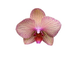 Orchid flowers are beautiful when the sun shines. png