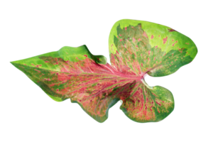 mooi caladium bicolor bladeren png