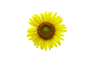 yellow sunflower blooming in the sun png