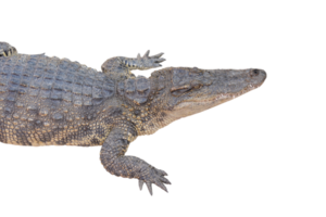 Crocodile resting and waiting for food png