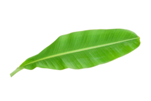 banane feuilles pour nourriture emballage png