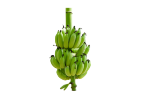 vert vert banane png