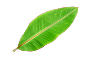 banane feuilles pour nourriture emballage png