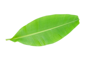 banane feuilles pour nourriture emballage png