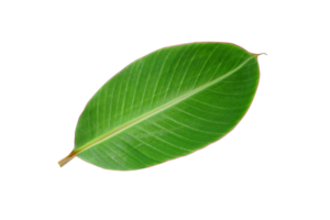 banane feuilles pour nourriture emballage png