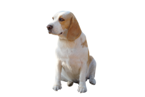 braun Hund suchen nach vorne png