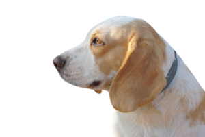 braun Hund suchen nach vorne png