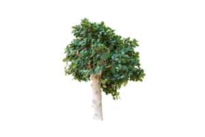 concept of saving the world green tree png