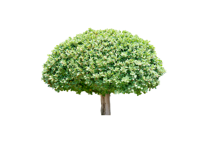 concetto di Salvataggio il mondo verde albero png