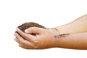 Soil for growing plants in human hands png