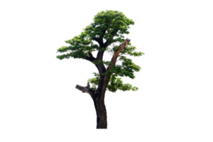 concept of saving the world green tree png