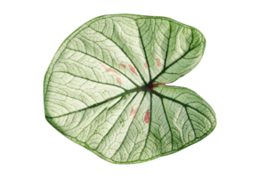 beautiful Caladium bicolor leaves png