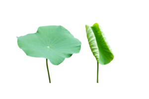 lotus feuilles sont utilisé dans bouddhiste cérémonies. png