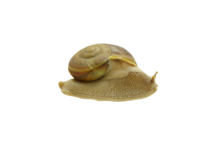 snail is moving forward. png