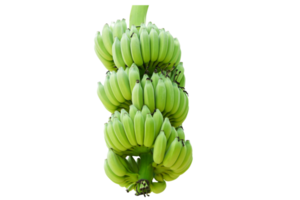 groen onrijp banaan png