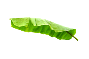 Grün Banane Blätter zum Essen Verpackung png