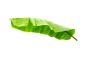 vert banane feuilles pour nourriture emballage png