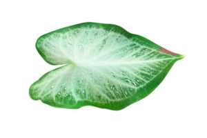 magnifique caladium bicolore feuilles png