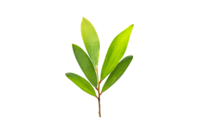 concept of saving the world green tree png