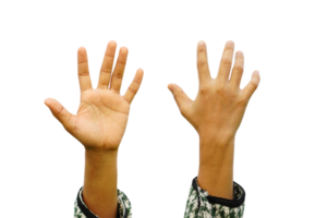 Human hands front and back png