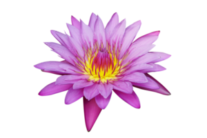 Purple lotus used to worship Buddha png