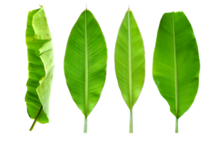vert banane feuilles pour nourriture emballage png