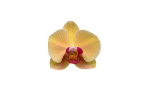 Orchid flowers are beautiful when the sun shines. png