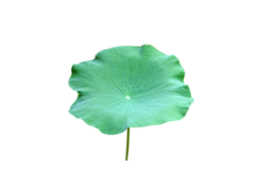 Lotus leaves are used in Buddhist ceremonies. png