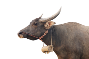 Thai water buffaloes look black with long horns. png