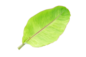 banane feuilles pour nourriture emballage png