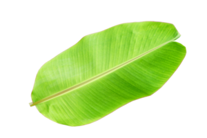 banane feuilles pour nourriture emballage png