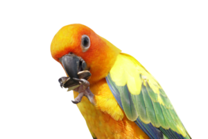 Parrot picking sunflower seeds png