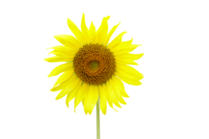 Sunflowers are beautiful when the sun shines. png