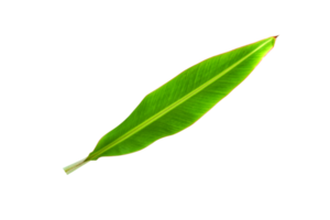 banane feuilles pour nourriture emballage png